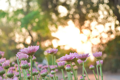 Close-up of pink flowering plants on field