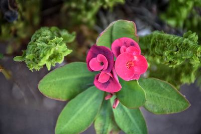 Close-up of pink flowering plant