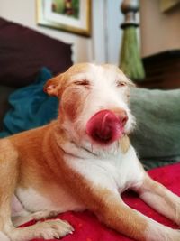 Close-up of dog relaxing on bed at home