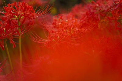 Full frame shot of red flowering plant