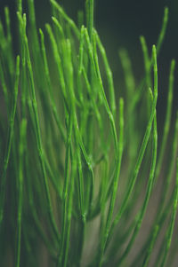 Close-up of raindrops on plant