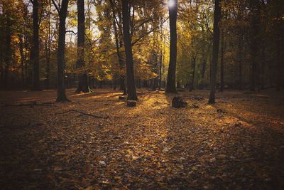 Trees in forest