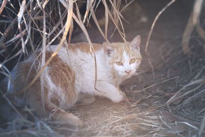 Portrait of cat