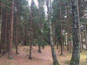 Trees in forest