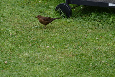 Bird perching on field
