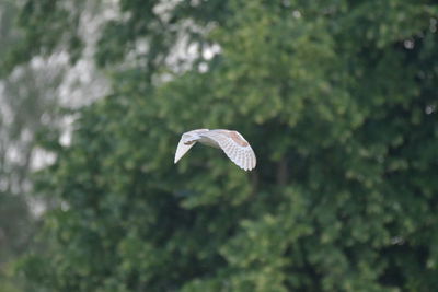 Close-up of a bird flying