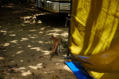 High angle view of yellow car on beach