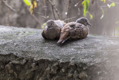 Close-up of birds perching on tree