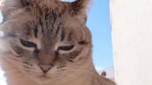 Close-up portrait of cat against sky