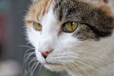 Close-up portrait of cat