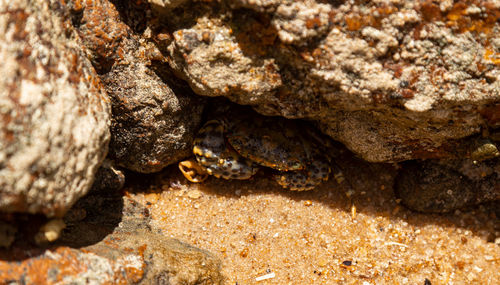 Close-up of lizard on rock