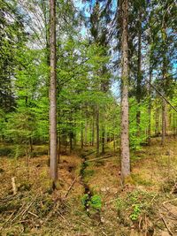 Trees growing in forest