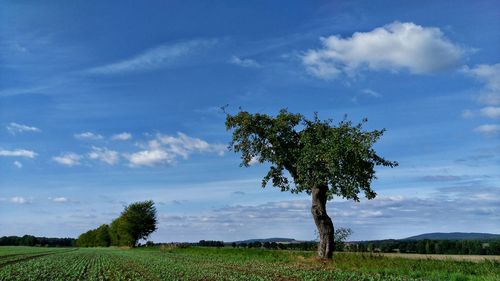 Tree on field against blue sky