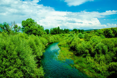 Scenic view of river amidst trees against sky