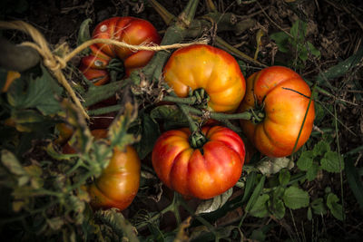 Close-up of pumpkins