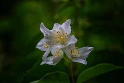 Close-up of white flowering plant