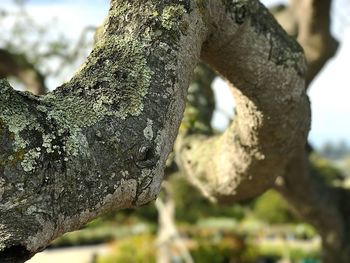 Close-up of tree branch against sky