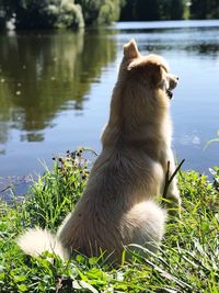View of a dog on lake