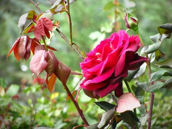 Close-up of pink rose