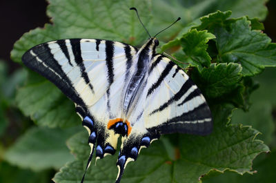 Close-up of butterfly pollinating flower