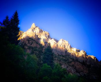 Low angle view of trees in forest against clear blue sky