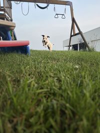 Dog sitting on grassy field