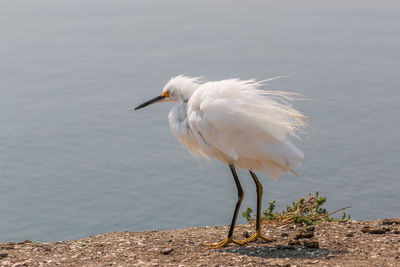 Snowy egret perching on a lake