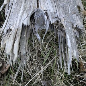 Close-up of roots on tree trunk