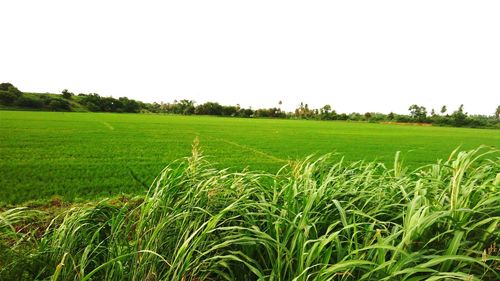 Scenic view of grassy field against sky