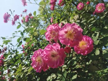 Close-up of pink flowering plants