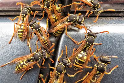 wasp