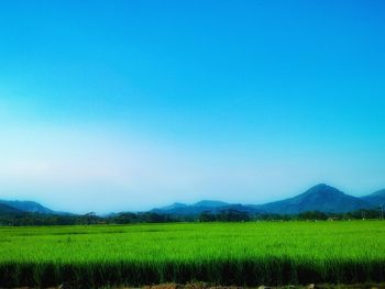 Scenic view of field against clear blue sky