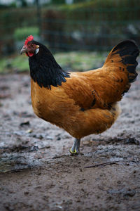 Side view of a bird on field