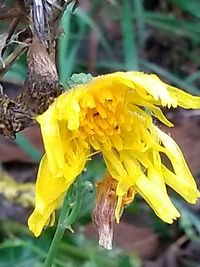 Close-up of wilted yellow flowers