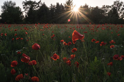 Red poppies growing on field against bright sun