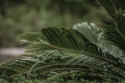 Close-up of palm tree leaves in park