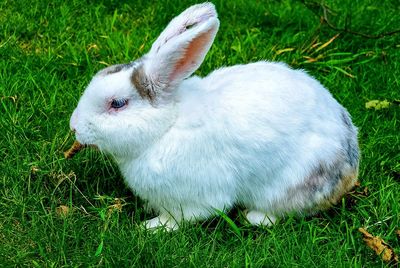 Close-up of rabbit on grassy field