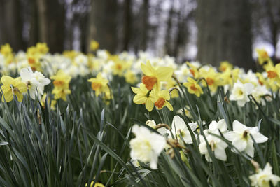Close-up of yellow flowers on field