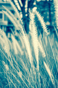 Close-up of fresh plants on field