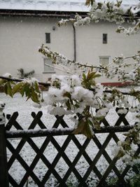 Close-up of white flowers