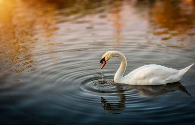 Swan swimming in lake