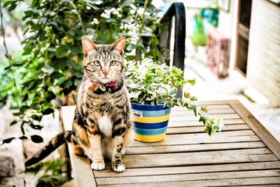 Cat sitting on potted plant