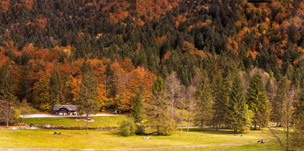 Pine trees in forest during autumn