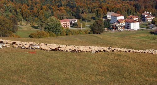 Flock of sheep on field