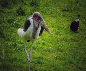 Bird perching on field