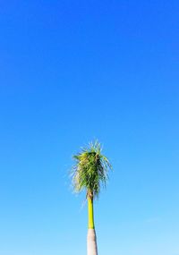 Low angle view of palm tree against clear blue sky