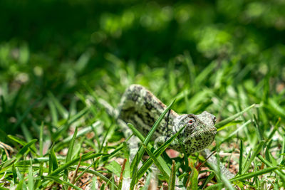 Close-up of butterfly on grass