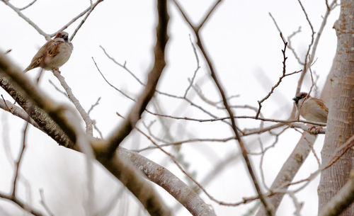 Close-up of bird perching on bare tree against sky