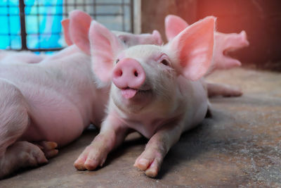 Close-up of pigs