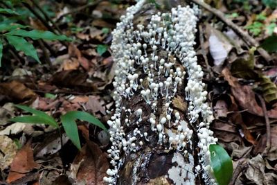 High angle view of mushrooms growing on field